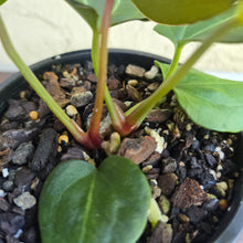 Load image into Gallery viewer, #D63 Two x Anthurium Dark Complex