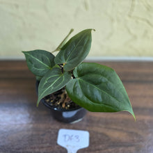 Load image into Gallery viewer, #D63 Two x Anthurium Dark Complex