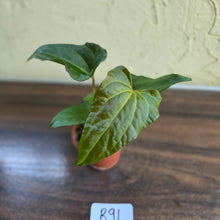 Load image into Gallery viewer, #R91 Anthurium NOID Seedling - Funky Foliage