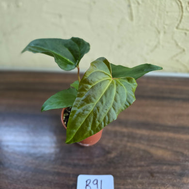 #R91 Anthurium NOID Seedling - Funky Foliage