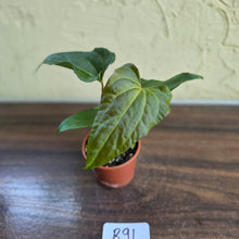 Load image into Gallery viewer, #R91 Anthurium NOID Seedling - Funky Foliage