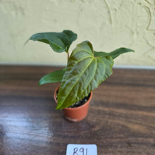 Load image into Gallery viewer, #R91 Anthurium NOID Seedling - Funky Foliage