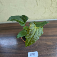 Load image into Gallery viewer, #R91 Anthurium NOID Seedling - Funky Foliage
