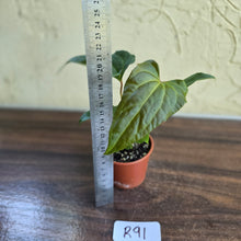 Load image into Gallery viewer, #R91 Anthurium NOID Seedling - Funky Foliage