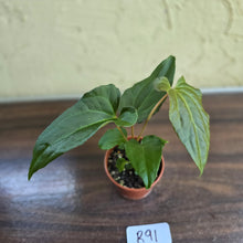 Load image into Gallery viewer, #R91 Anthurium NOID Seedling - Funky Foliage