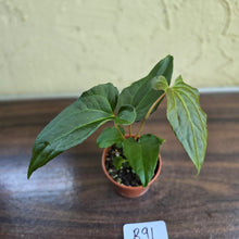 Load image into Gallery viewer, #R91 Anthurium NOID Seedling - Funky Foliage