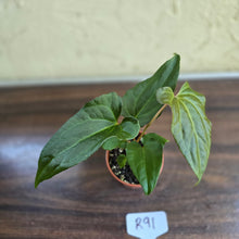 Load image into Gallery viewer, #R91 Anthurium NOID Seedling - Funky Foliage
