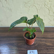 Load image into Gallery viewer, #R91 Anthurium NOID Seedling - Funky Foliage