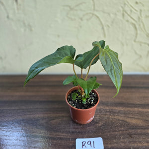 #R91 Anthurium NOID Seedling - Funky Foliage