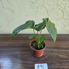 Load image into Gallery viewer, #R91 Anthurium NOID Seedling - Funky Foliage