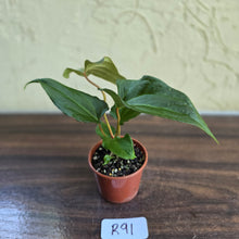 Load image into Gallery viewer, #R91 Anthurium NOID Seedling - Funky Foliage