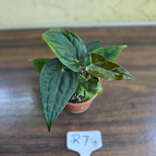 Load image into Gallery viewer, #R7 Two x Anthurium NOID Seedlings - Pebbled Foliage