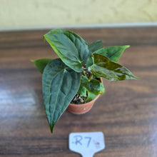 Load image into Gallery viewer, #R7 Two x Anthurium NOID Seedlings - Pebbled Foliage