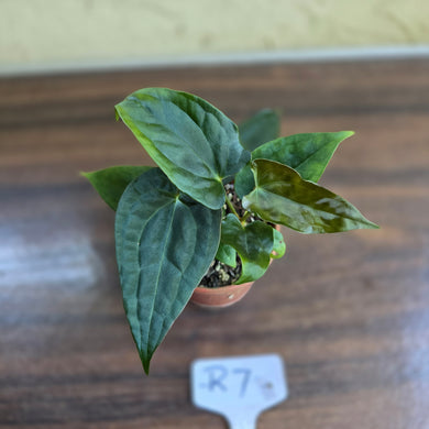 #R7 Two x Anthurium NOID Seedlings - Pebbled Foliage
