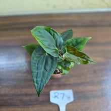 Load image into Gallery viewer, #R7 Two x Anthurium NOID Seedlings - Pebbled Foliage