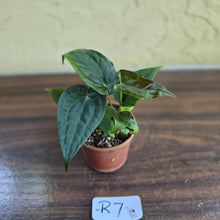 Load image into Gallery viewer, #R7 Two x Anthurium NOID Seedlings - Pebbled Foliage