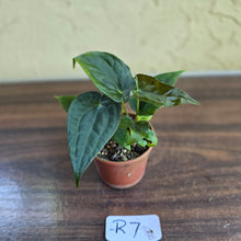 Load image into Gallery viewer, #R7 Two x Anthurium NOID Seedlings - Pebbled Foliage