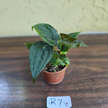 Load image into Gallery viewer, #R7 Two x Anthurium NOID Seedlings - Pebbled Foliage