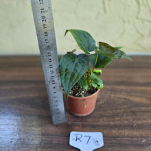 Load image into Gallery viewer, #R7 Two x Anthurium NOID Seedlings - Pebbled Foliage