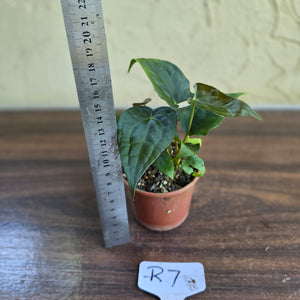 #R7 Two x Anthurium NOID Seedlings - Pebbled Foliage