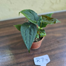 Load image into Gallery viewer, #R7 Two x Anthurium NOID Seedlings - Pebbled Foliage