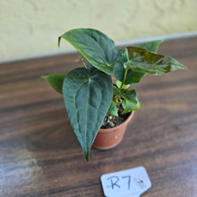 Load image into Gallery viewer, #R7 Two x Anthurium NOID Seedlings - Pebbled Foliage