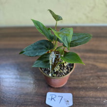 Load image into Gallery viewer, #R7 Two x Anthurium NOID Seedlings - Pebbled Foliage