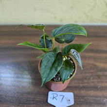 Load image into Gallery viewer, #R7 Two x Anthurium NOID Seedlings - Pebbled Foliage