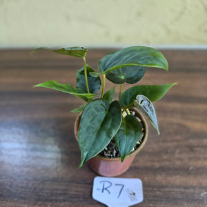 #R7 Two x Anthurium NOID Seedlings - Pebbled Foliage