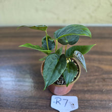 Load image into Gallery viewer, #R7 Two x Anthurium NOID Seedlings - Pebbled Foliage