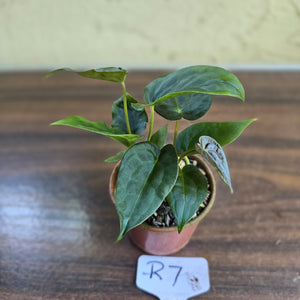 #R7 Two x Anthurium NOID Seedlings - Pebbled Foliage