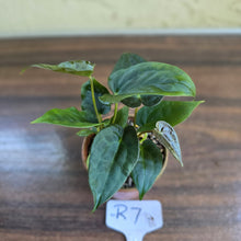 Load image into Gallery viewer, #R7 Two x Anthurium NOID Seedlings - Pebbled Foliage