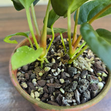 Load image into Gallery viewer, #R7 Two x Anthurium NOID Seedlings - Pebbled Foliage