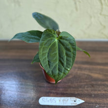 Load image into Gallery viewer, #R485 Three x Anthurium NOID Seedlings - Dark Bullate Foliage