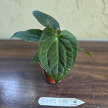 Load image into Gallery viewer, #R485 Three x Anthurium NOID Seedlings - Dark Bullate Foliage