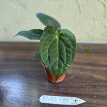 Load image into Gallery viewer, #R485 Three x Anthurium NOID Seedlings - Dark Bullate Foliage