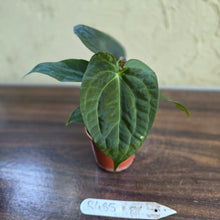 Load image into Gallery viewer, #R485 Three x Anthurium NOID Seedlings - Dark Bullate Foliage