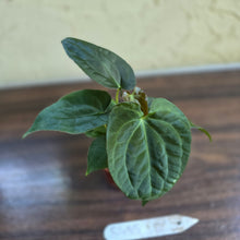 Load image into Gallery viewer, #R485 Three x Anthurium NOID Seedlings - Dark Bullate Foliage