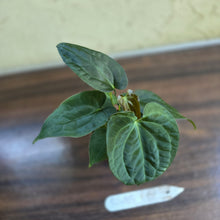 Load image into Gallery viewer, #R485 Three x Anthurium NOID Seedlings - Dark Bullate Foliage
