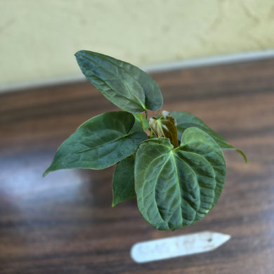#R485 Three x Anthurium NOID Seedlings - Dark Bullate Foliage