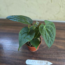 Load image into Gallery viewer, #R485 Three x Anthurium NOID Seedlings - Dark Bullate Foliage