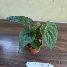 Load image into Gallery viewer, #R485 Three x Anthurium NOID Seedlings - Dark Bullate Foliage