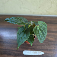 Load image into Gallery viewer, #R485 Three x Anthurium NOID Seedlings - Dark Bullate Foliage