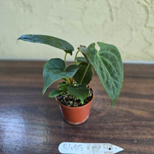 Load image into Gallery viewer, #R485 Three x Anthurium NOID Seedlings - Dark Bullate Foliage