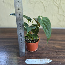 Load image into Gallery viewer, #R485 Three x Anthurium NOID Seedlings - Dark Bullate Foliage