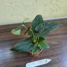 Load image into Gallery viewer, #R485 Three x Anthurium NOID Seedlings - Dark Bullate Foliage