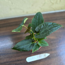 Load image into Gallery viewer, #R485 Three x Anthurium NOID Seedlings - Dark Bullate Foliage
