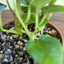 Load image into Gallery viewer, #R485 Three x Anthurium NOID Seedlings - Dark Bullate Foliage