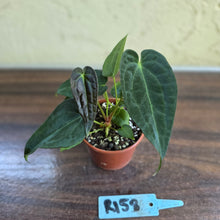 Load image into Gallery viewer, #R158 Two x Anthurium NOID Seedlings - Dark Long Foliage