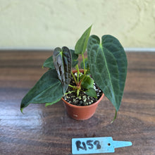 Load image into Gallery viewer, #R158 Two x Anthurium NOID Seedlings - Dark Long Foliage